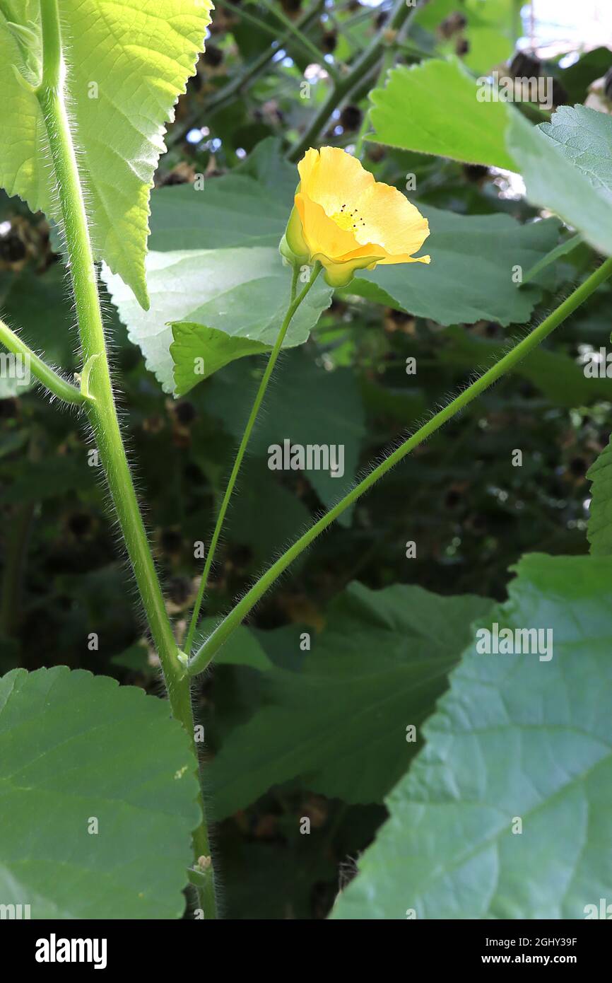 Abutilon grandiflorum malva indio peludo - flores amarillas y grandes hojas en forma de corazón, agosto, Inglaterra, Reino Unido Foto de stock