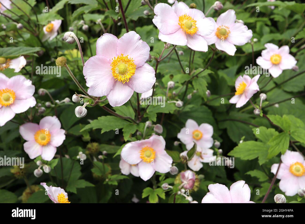 Anémone x hybrida “Robustissima” anémone japonés Robustissima – flores sencillas de color rosa pálido en forma de platillo y centro verde, agosto, Inglaterra, Reino Unido Foto de stock