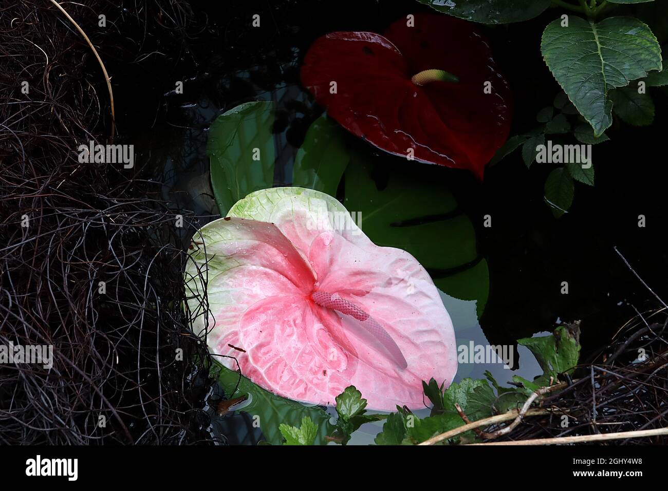 Anthurium andreanum «Pink Champion» o «Antinkeles» y «Karma Red» Flor de flamencos: Rojo intenso y rosa medio, flores arrugadas en forma de corazón o espato Foto de stock