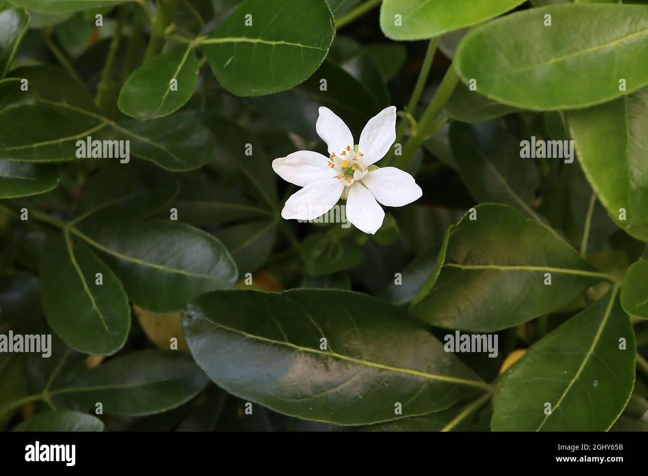 Choisya ternata Azahar mexicano – racimos perfumados de flores blancas