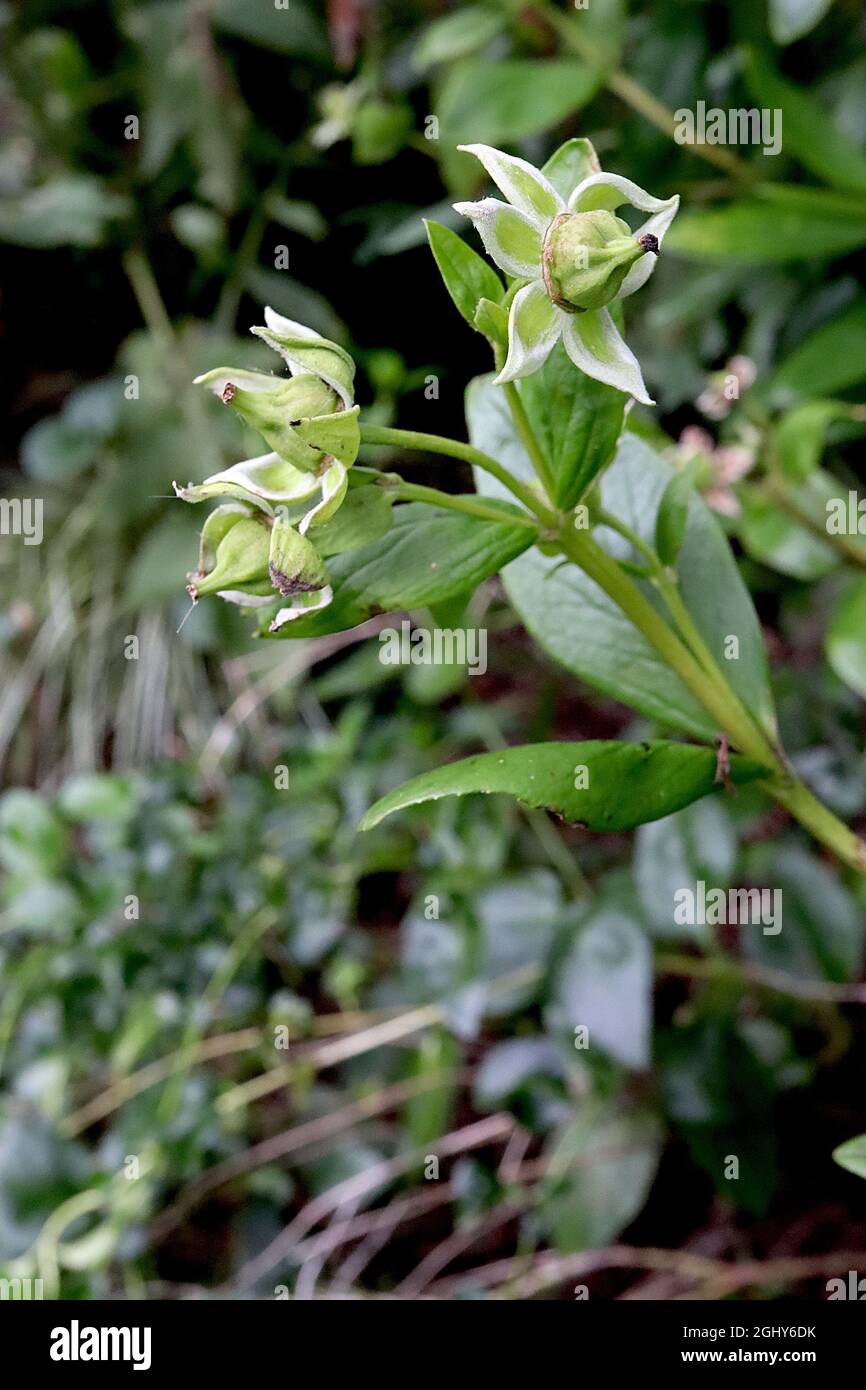 Codonopsis variedad desconocidos verde claro sépalos con márgenes blancos y ovario verde grande, agosto, Inglaterra, Reino Unido Foto de stock