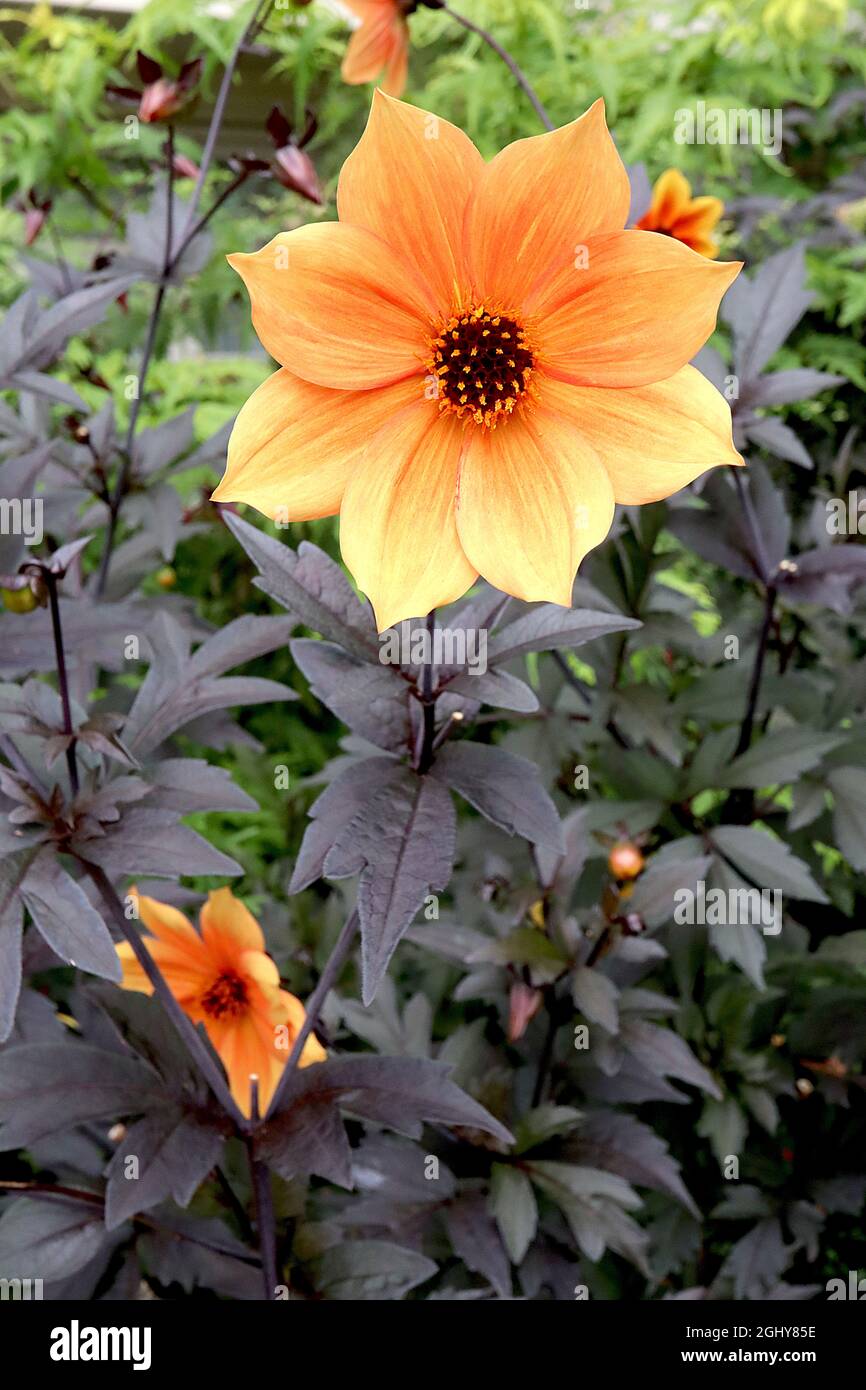 Dahlia «Bishop of York» Misc class Grupo 10 flores amarillas pálidas con  lavado de naranja oscuro, hojas negras púrpura, agosto, Inglaterra, Reino  Unido Fotografía de stock - Alamy