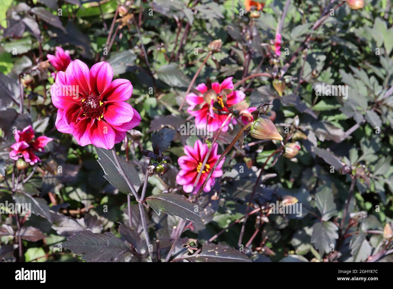 Dahlia 'Dreamy Nights' Misc CLASS Grupo 10 flores de color rosa intenso con halo rojo, agosto, Inglaterra, Reino Unido Foto de stock