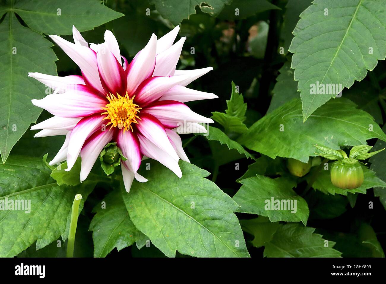 Flores de agosto en inglaterra fotografías e imágenes de alta resolución -  Alamy