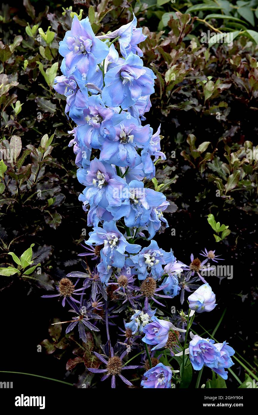 Delphinium “Magic Fountain Sky Blue” Larkspur Sky Blue – racimos verticales de flores azules brillantes con tonos rosados, agosto, Inglaterra, Reino Unido Foto de stock