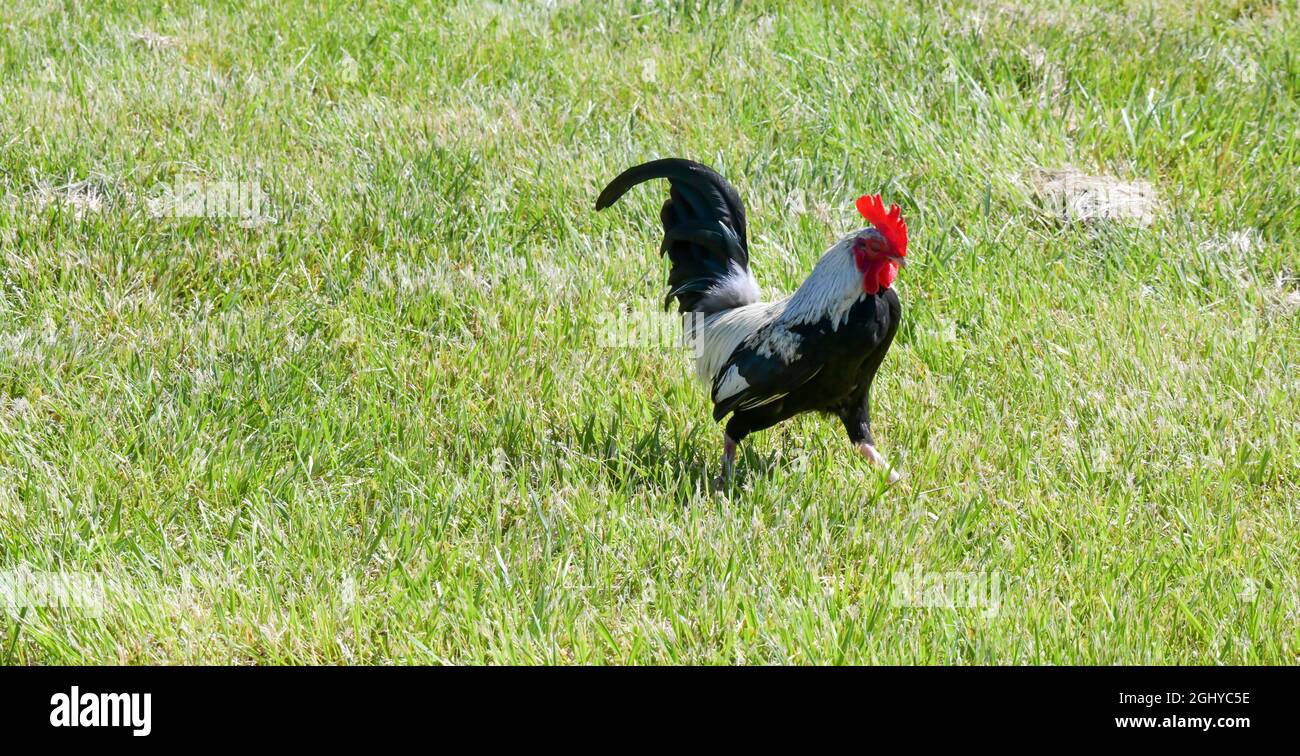 gallo blanco y negro que se estrutea en la hierba Foto de stock