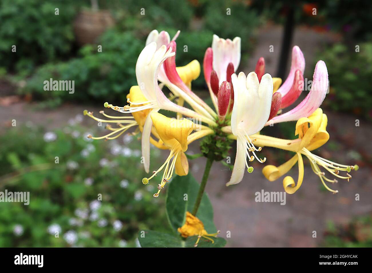 Lonicera periclymenum 'Belgica' Honeysuckle Belgica – whorls de flores blancas y amarillas de dos labios y abuletas de flores rosadas profundas curvadas hacia arriba, agosto Foto de stock