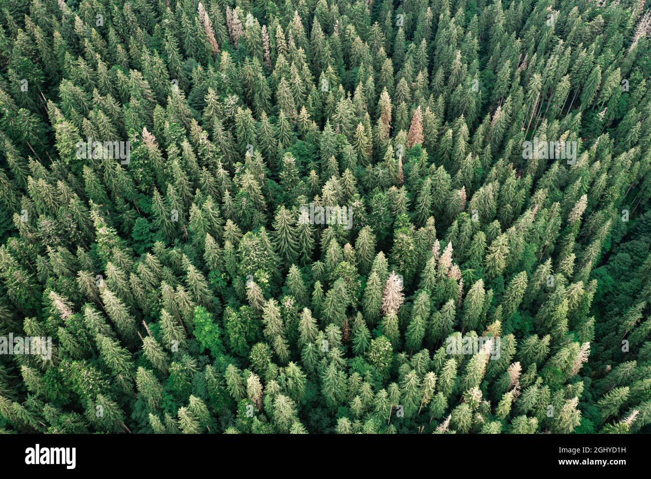 Vista de arriba abajo de la drona aérea. Árboles verdes en el bosque de verano. Día soleado en las montañas de otoño Foto de stock