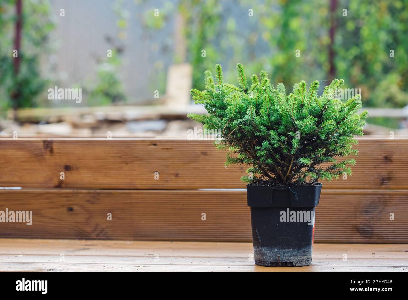 Un pequeño semillero de una picea decorativa en una olla en un banco de madera preparado para plantar en una casa de campo de verano Foto de stock