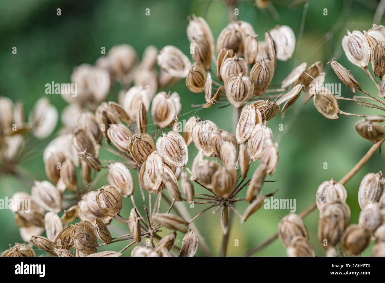 Primer plano de semillas maduras de Hogweed / Heracleum sphondilium mostrando vittae con rayas. Familia de perejil de vaca. Maleza común en el Reino Unido. Foto de stock