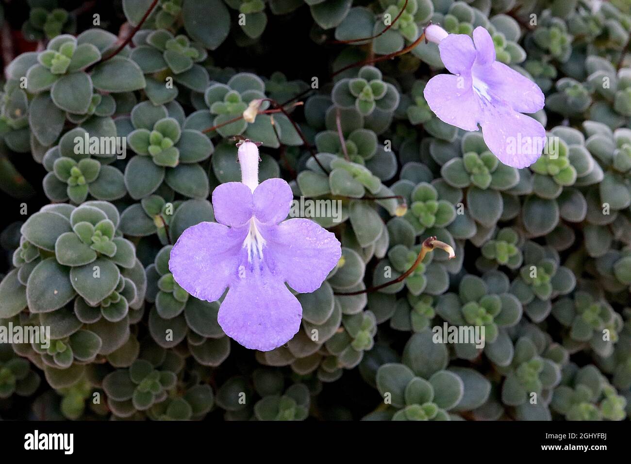 Streptocarpus saxorum falso violeta africano – flores en forma de embudo malva y pequeñas hojas carnosas de color verde oscuro ovado, agosto, Inglaterra, Reino Unido Foto de stock