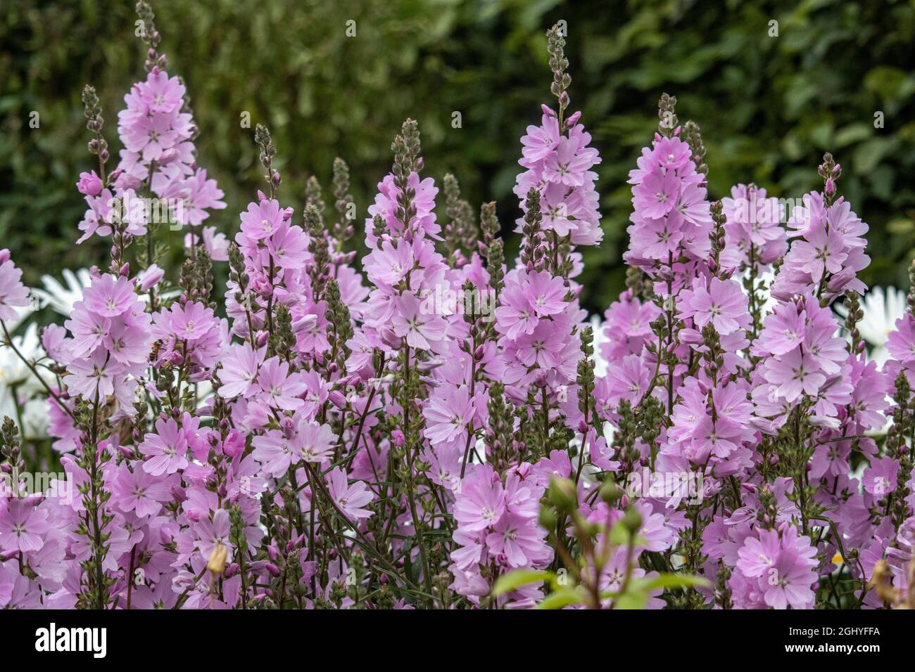 Masa de flores de color rosa pálido Sidalcea Elsie Heugh en verano Foto de stock