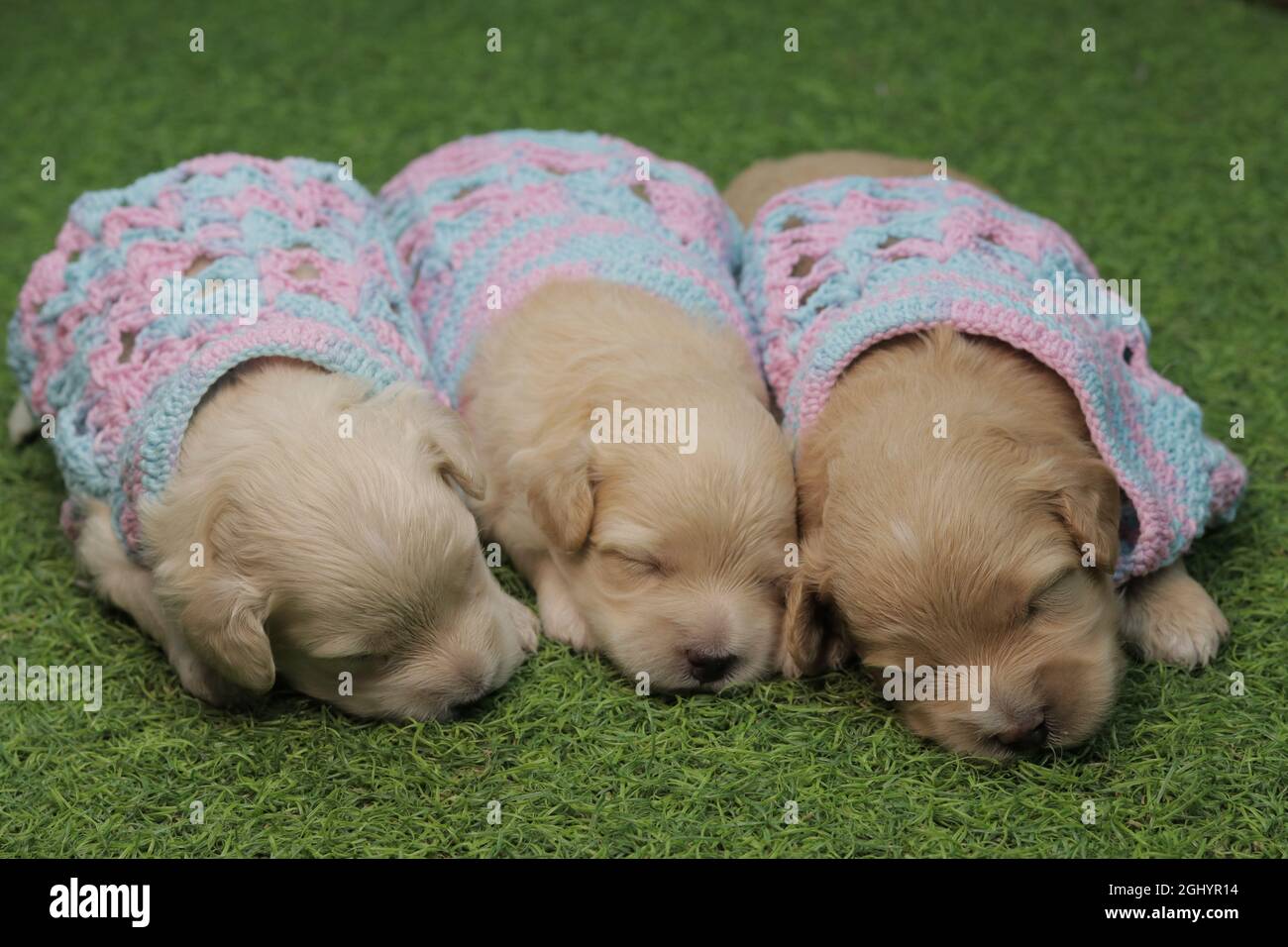 cachorros, cachorros lindos, recién nacido, de divertido, tres, soñoliento Fotografía de stock - Alamy