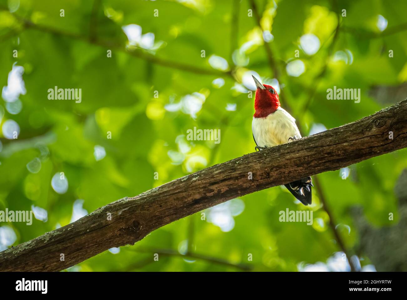 Hermoso carpintero de cabeza roja (Melanerpes erythrocephalus) encaramado en una rama en Stone Mountain Park cerca de Atlanta, Georgia. (EE. UU.) Foto de stock