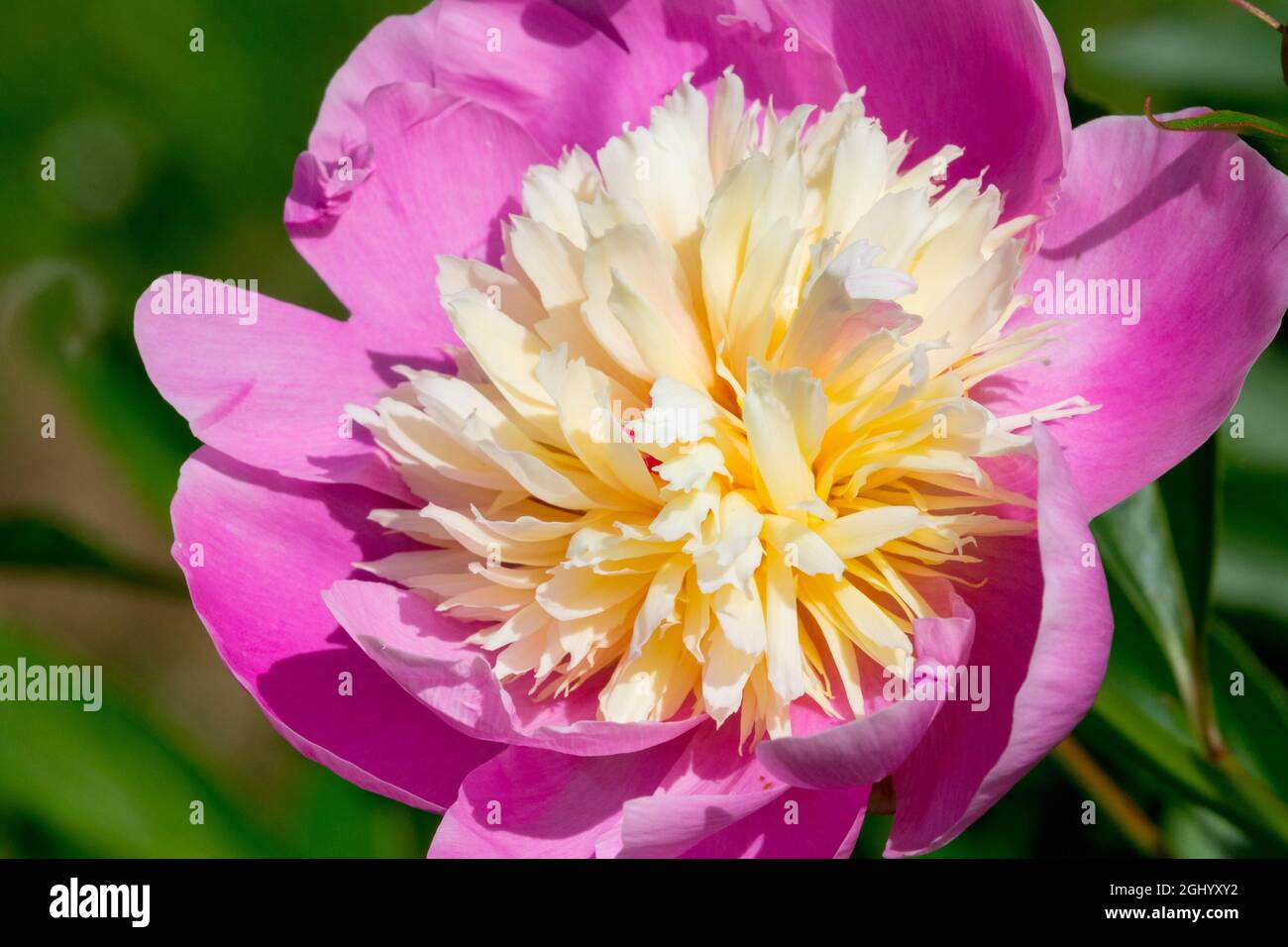 Atractiva planta de flores Peony 'Bowl of Beauty' Foto de stock