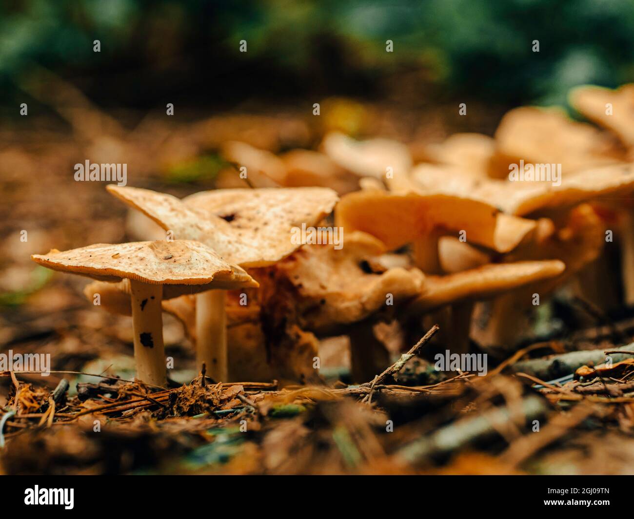 Setas y hongos creciendo en un bosque cubierto de musgos en un hermoso bosque escocés de las tierras altas. Foto de stock