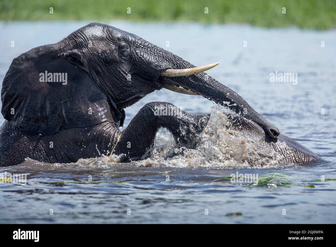 África, Botswana, el Parque Nacional Chobe, de elefantes (Loxodonta africana), jugar y spar mientras refrescarse en el río Chobe Foto de stock