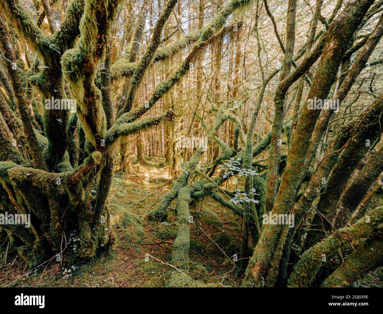 Senderos místicos del bosque y árboles cubiertos de musgo en un exuberante bosque en el Parque Nacional cairngorms de las Tierras Altas Escocesas Foto de stock