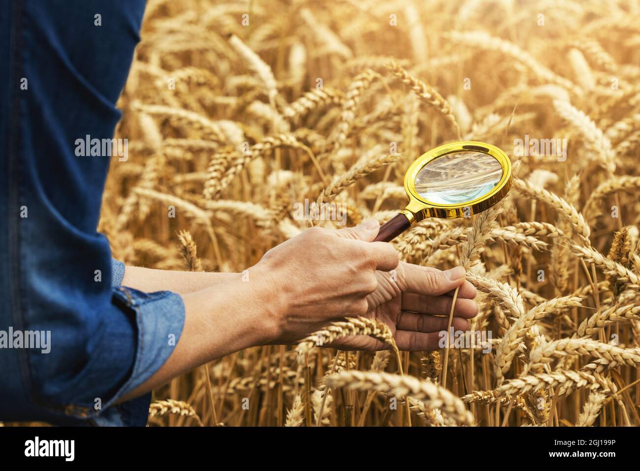 agrónomo o agricultor inspeccionando la calidad del cultivo de trigo con una lupa Foto de stock