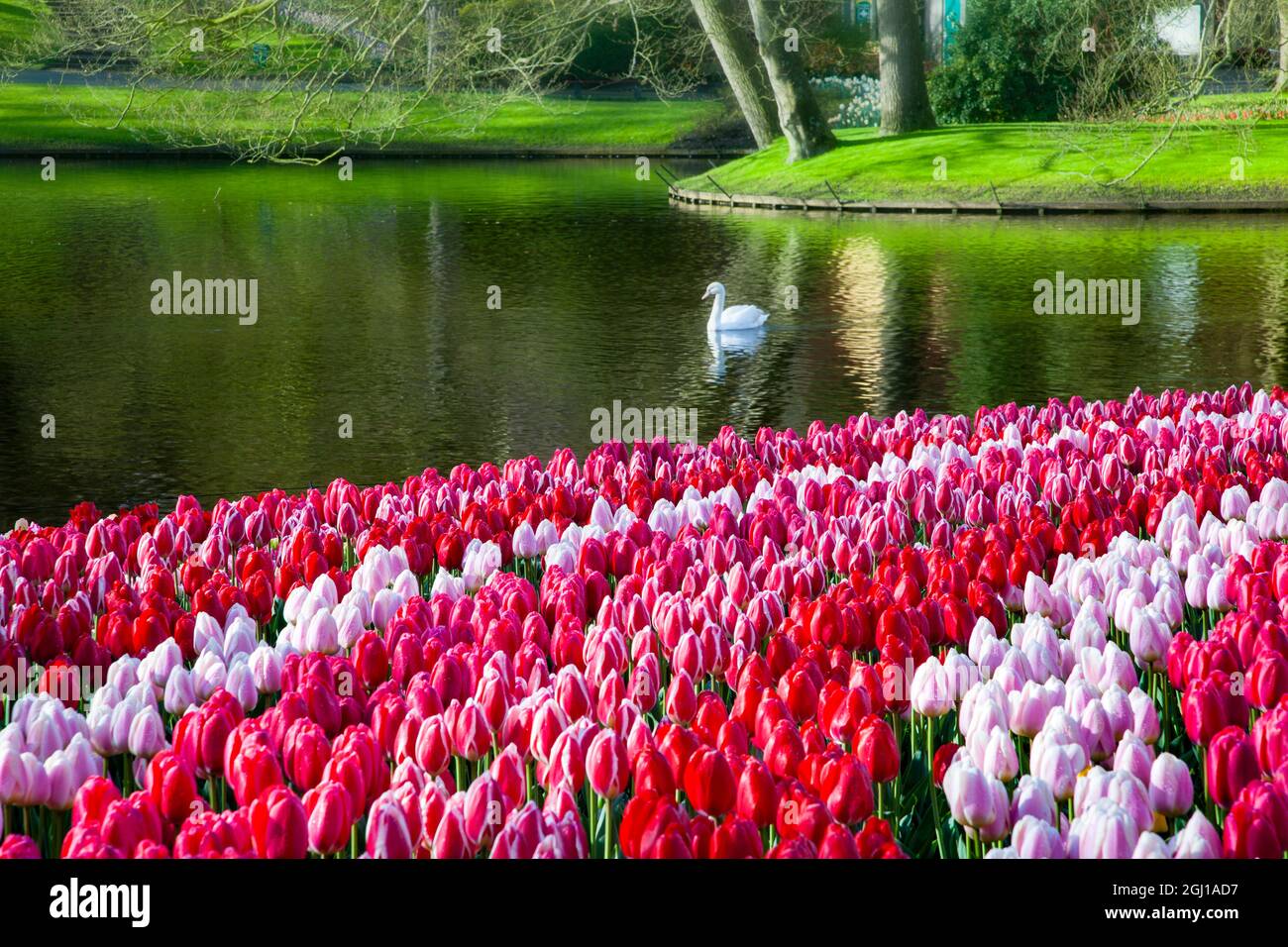 Países Bajos, Lisse, Keukenhof jardines, natación de cisnes Foto de stock