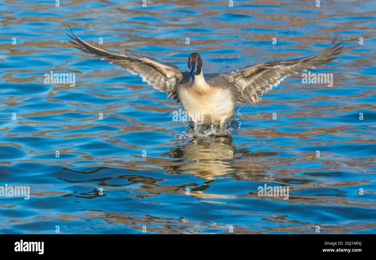 El pico norte es un pato con una amplia distribución geográfica que se reproduce en las zonas septentrionales de Europa, Asia y América del Norte. Foto de stock