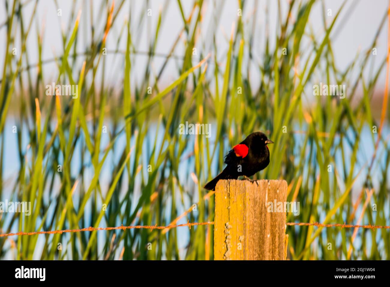 Estados Unidos, California, Valle del Río San Joaquín. Refugio Nacional de Vida Silvestre de San Luis, pájaro negro de alas rojas encaramado en el poste junto a los humedales. Foto de stock