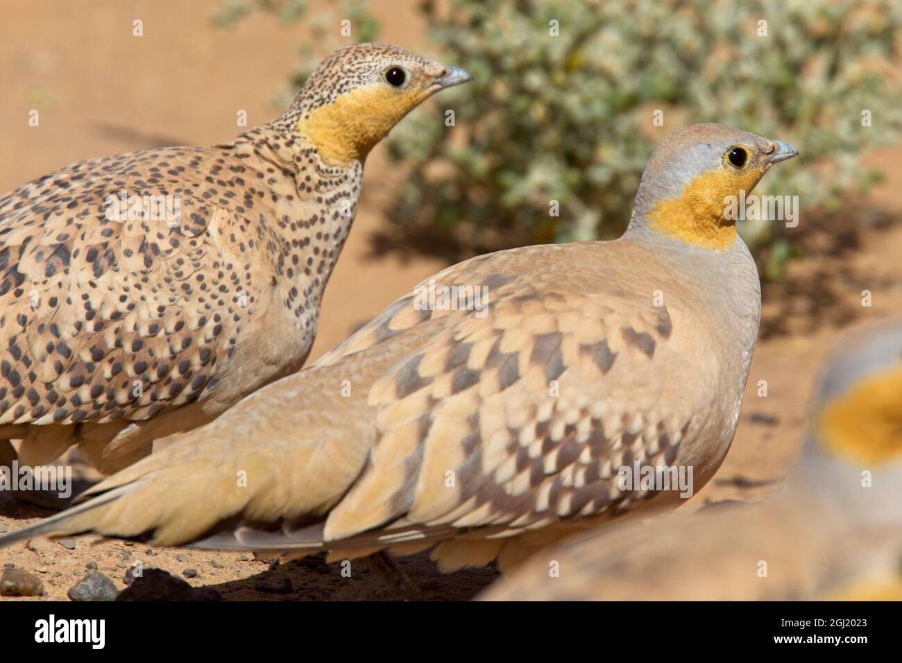 Manchado de Sandgrouse (Pterocles senegallus), una pareja masculina y femenina en el desierto, Sahara, Marruecos. Foto de stock