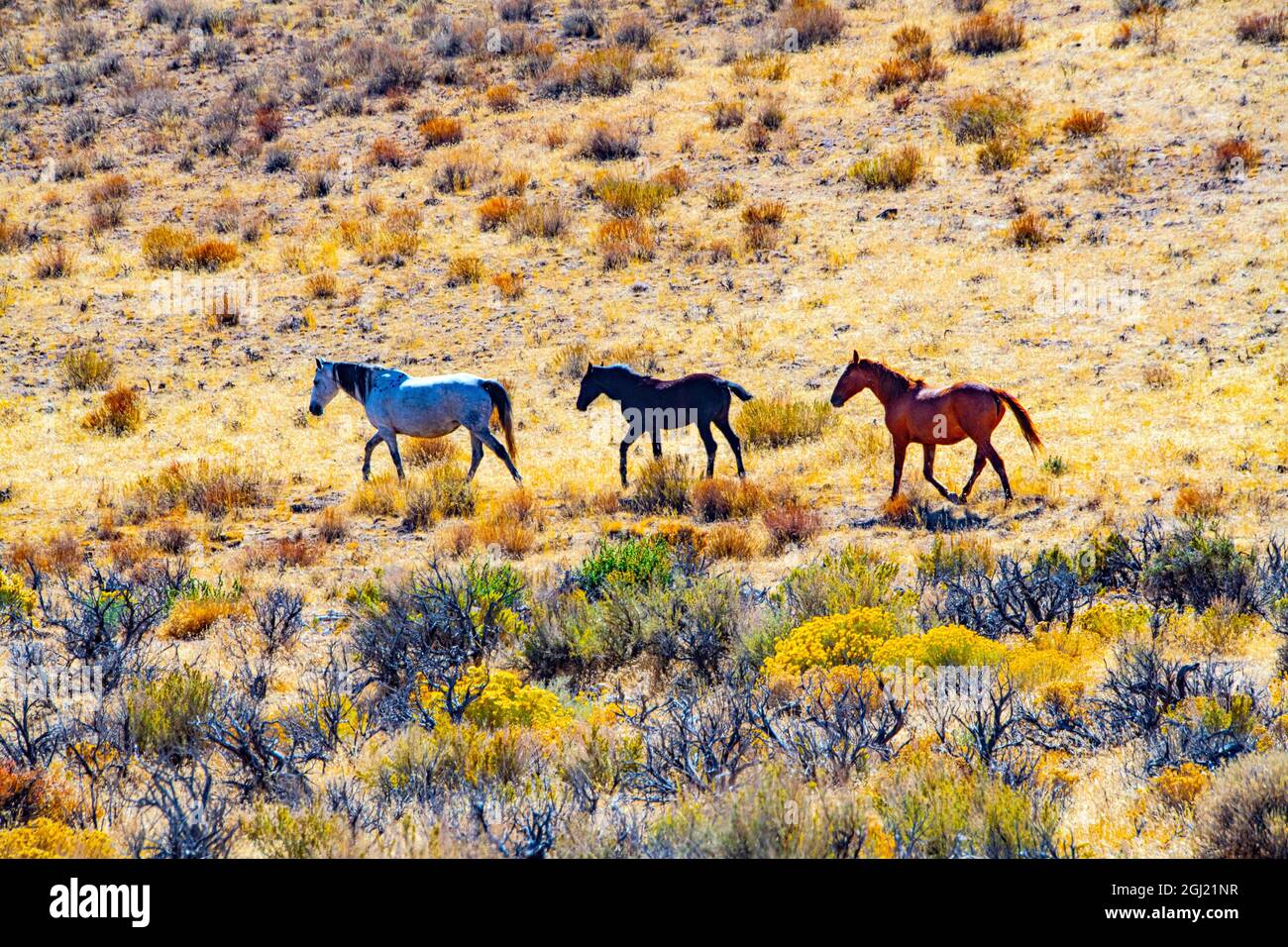 EE.UU., Nevada, el desierto de Black Rock, caballos salvajes Foto de stock