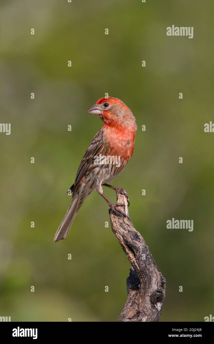 Casa Finch (Carpodacus mexicanus) macho encaramado Foto de stock