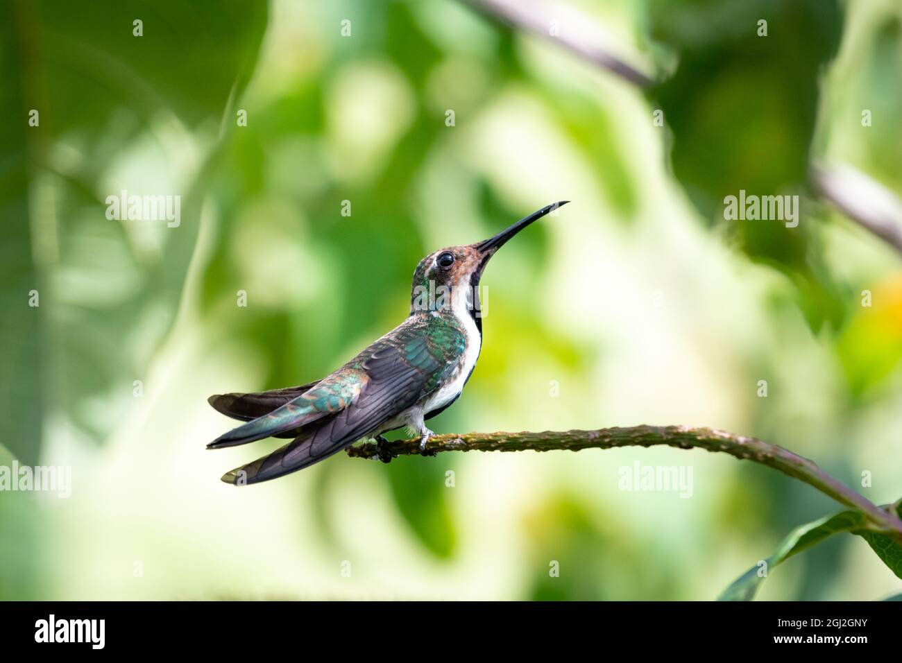 Una joven hembra colibrí de Mango de garganta negra (Anthracothorax nigricollis) descansando sobre una perca con luz solar que viene a través de las hojas. Foto de stock