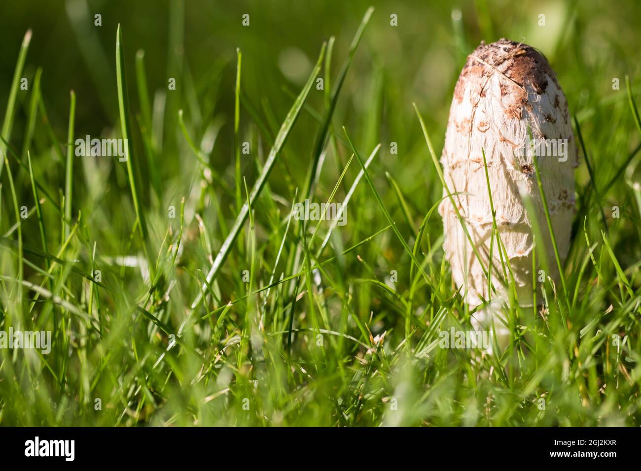 Vista lateral de un inkcap fresco y peludo (Coprinus comatus) en un prado Foto de stock