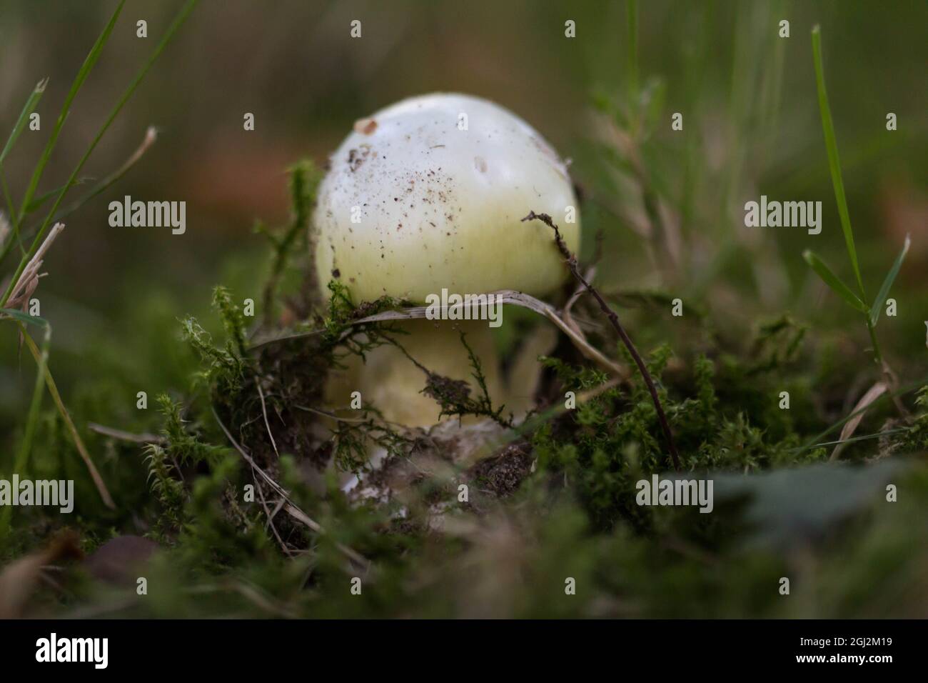 Pequeña gorra de muerte (Amanita phalloides) creciendo en la naturaleza Foto de stock