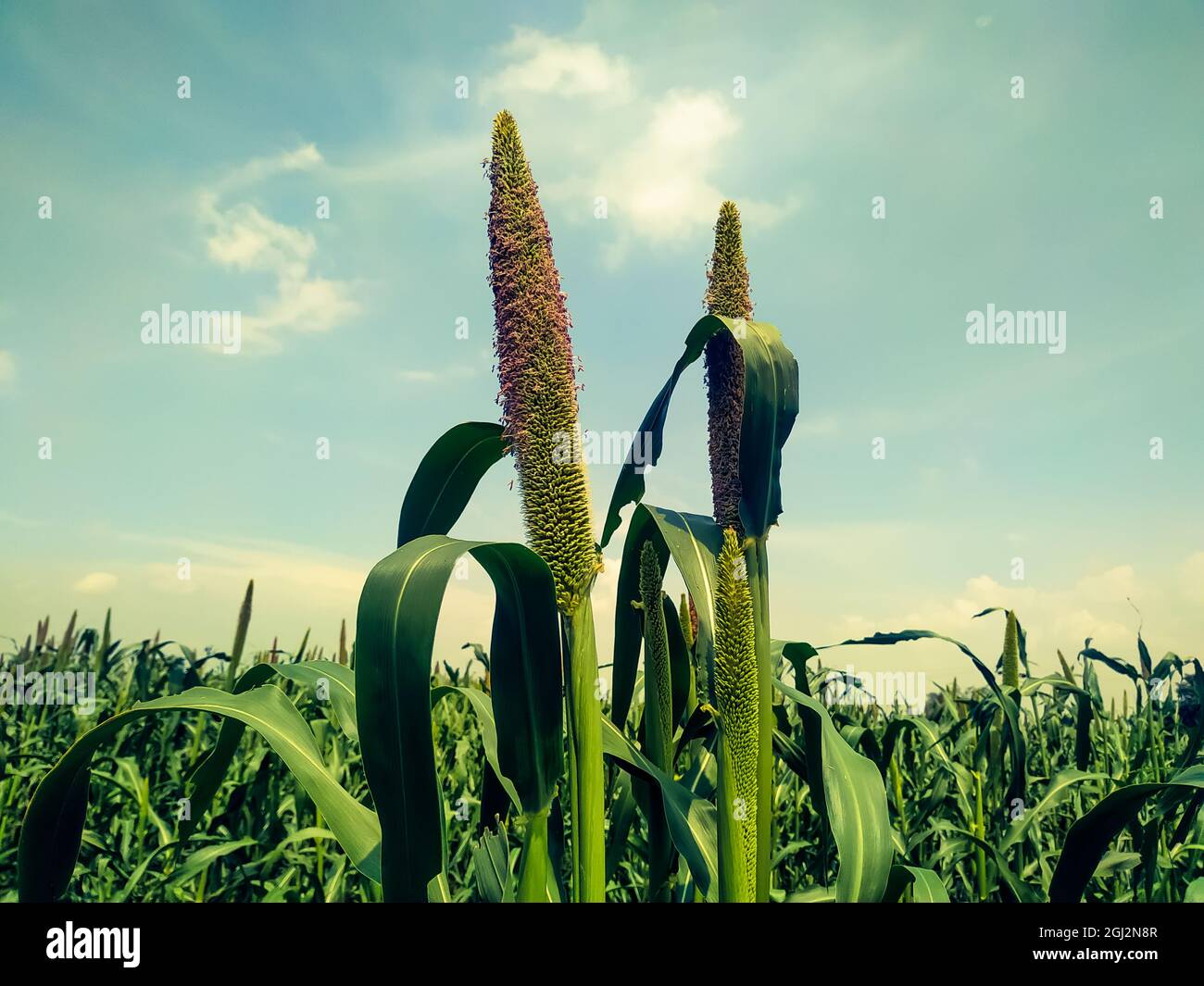 El cultivo de plantas de mijo verde perla en un campo Fotografía de stock -  Alamy