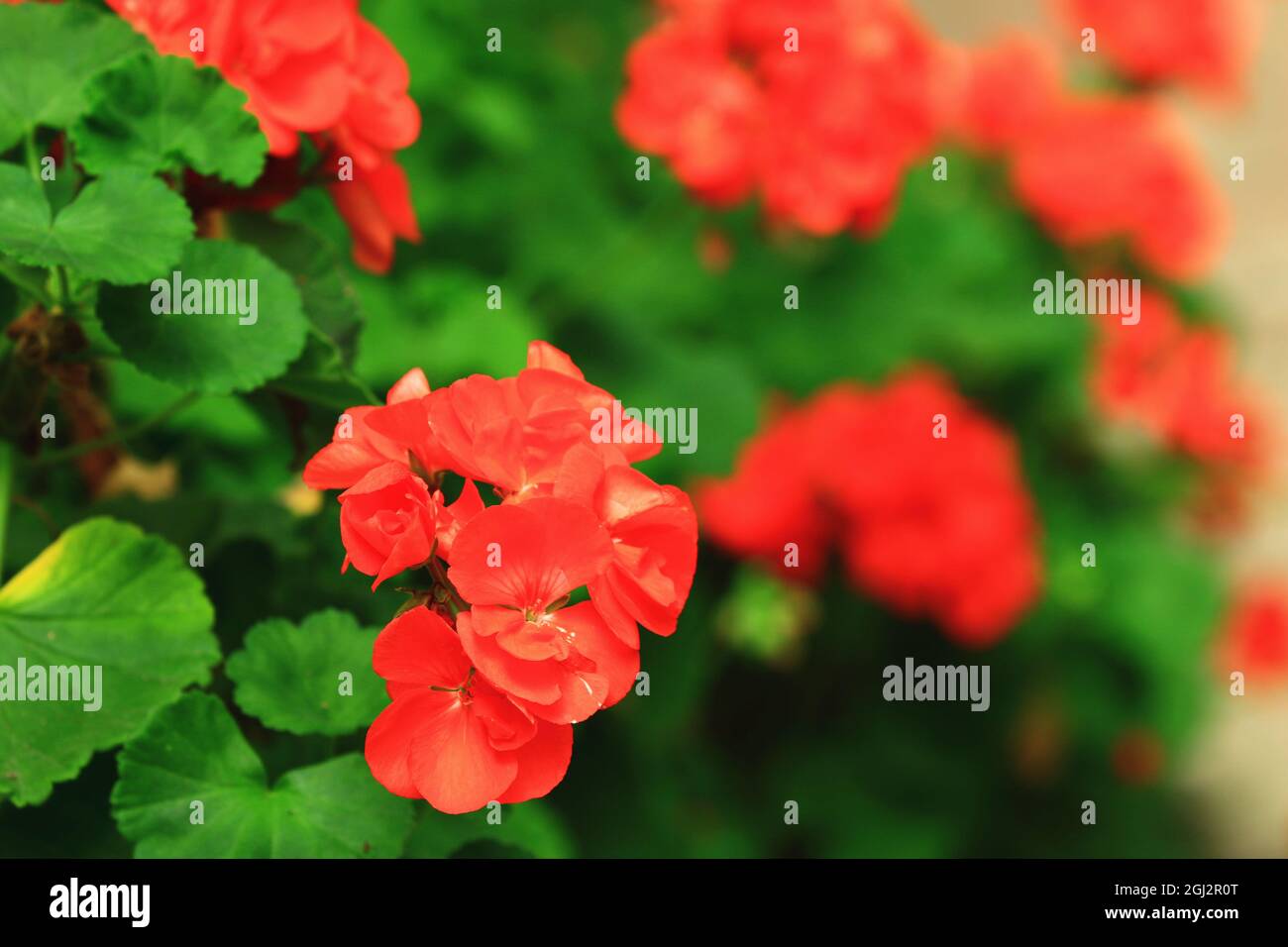 Hermosa vista de flores de Geranio de Pescado (Geranio Zonal, Geranio de  Casa, Geranio de Herradura), cerca de flores rojas floreciendo en el jardín  Fotografía de stock - Alamy
