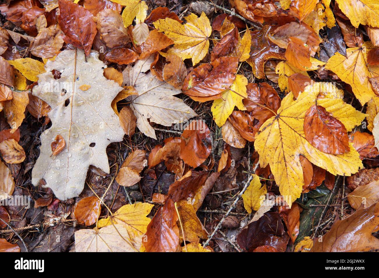 Hojas de otoño húmedas caídas en el suelo Foto de stock