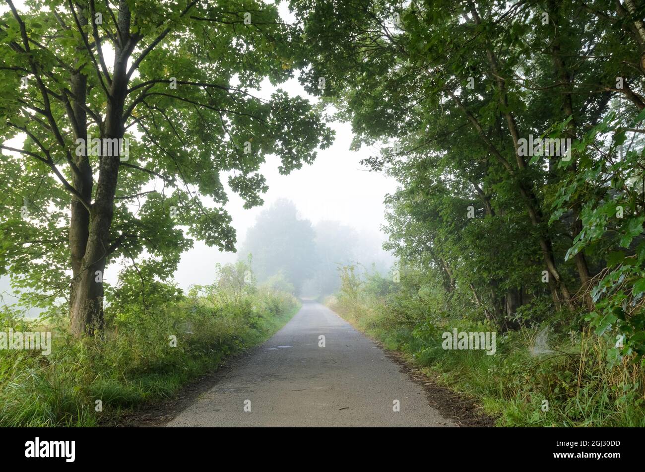 Sendero forestal o sendero de senderismo durante la niebla en los bosques de Westerwald, Renania-Palatinado, Alemania, Europa Foto de stock