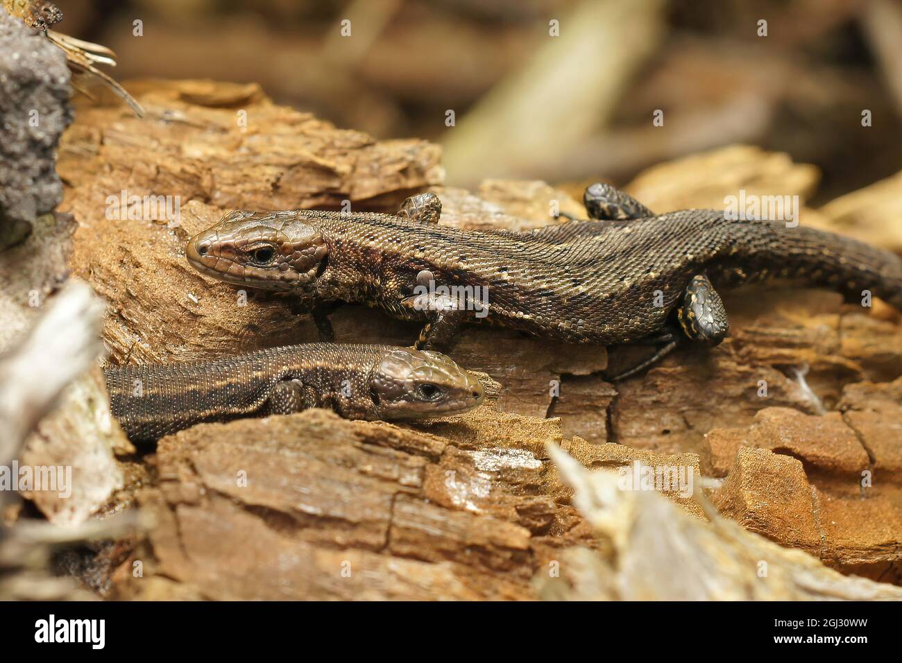 Primer plano de dos lagartos comunes con rodamientos vivos, Zootoca vivipara tomar el sol Foto de stock