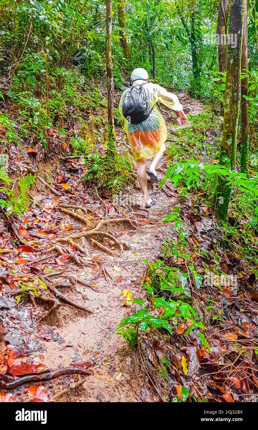 Turismo en poncho lluvia y casco paseos en selva tropical bosque sendero y  camino de senderismo en Koh Samui en Surat Thani Tailandia Fotografía de  stock - Alamy