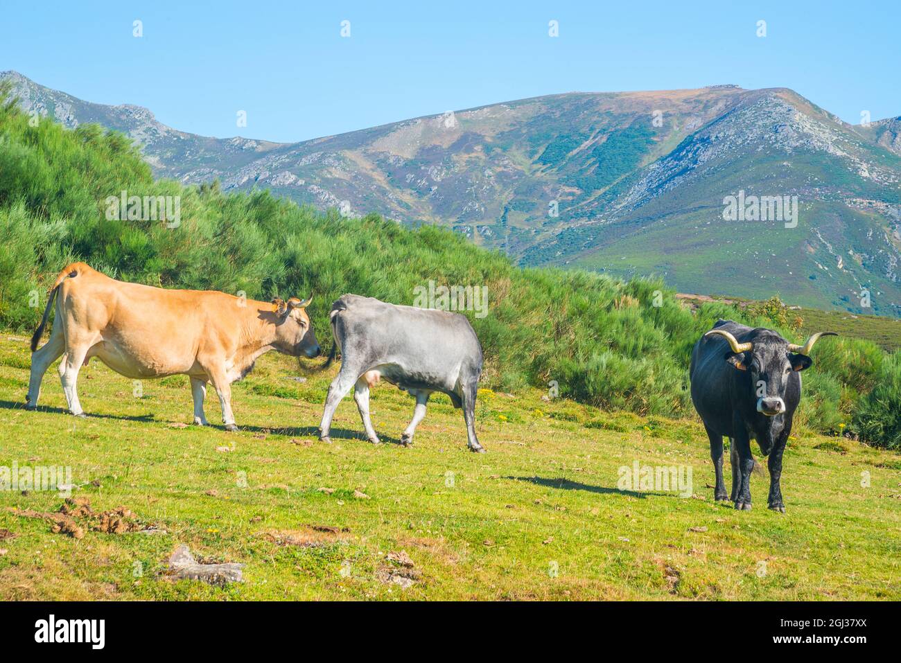 Tudanca cantabria fotografías e imágenes de alta resolución Alamy