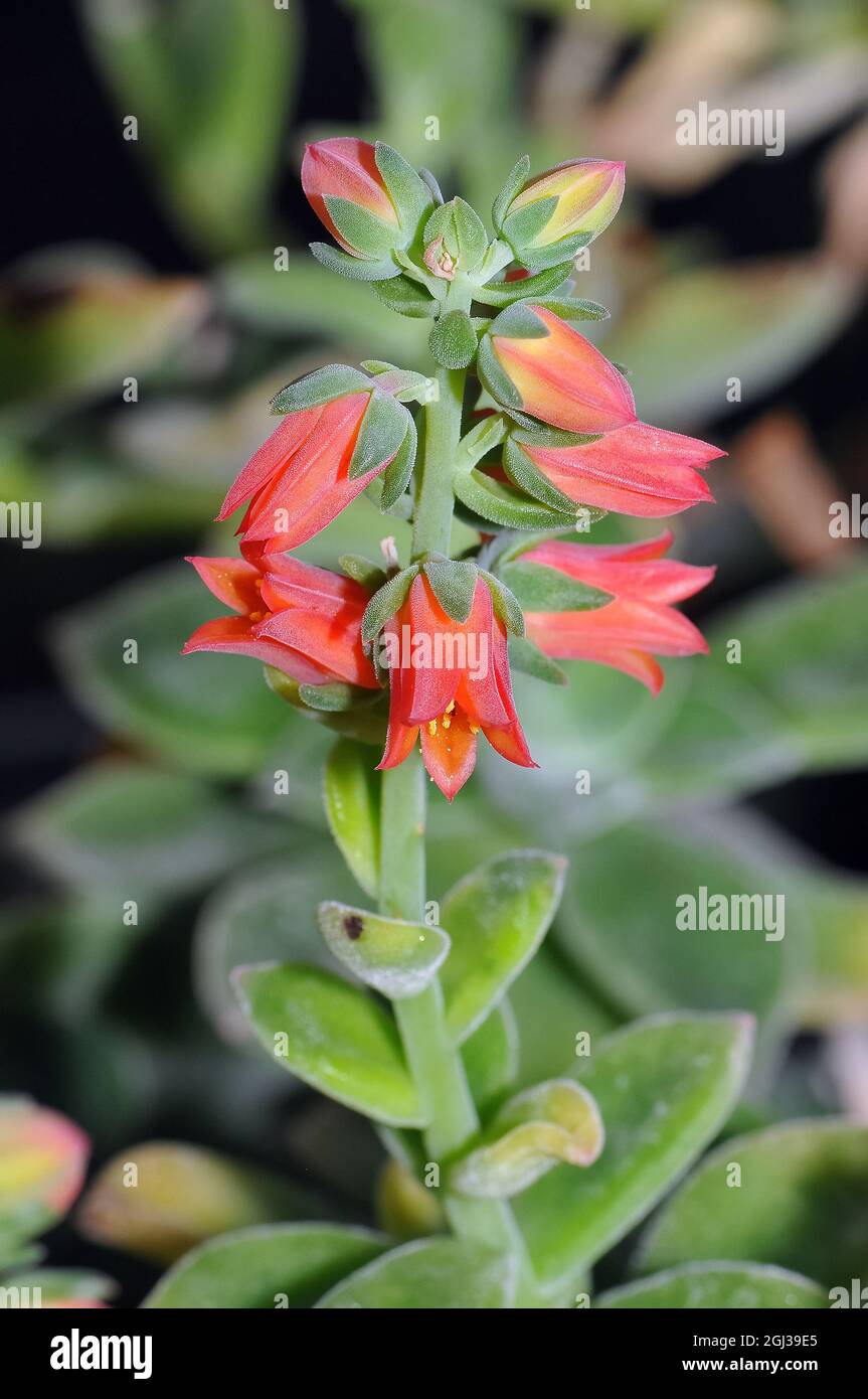 Planta de felpa, Echeveria pulvinata, bársonyos fáskövirózsa, México,  América Fotografía de stock - Alamy