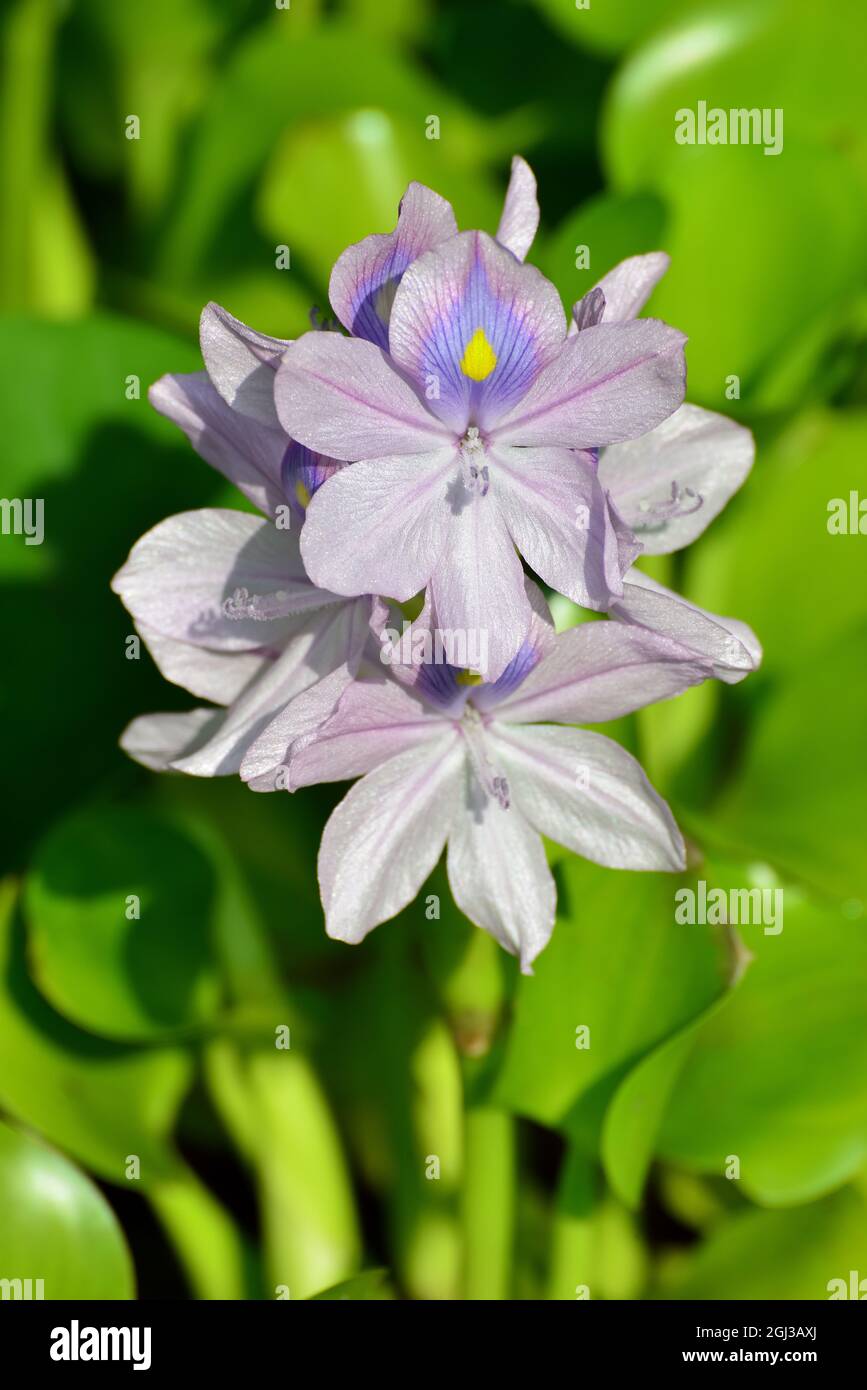 Jacinto de agua común, Dickstielige Wasserhyazinthe, Eichhornia crassipes, közönséges vízijácint Foto de stock