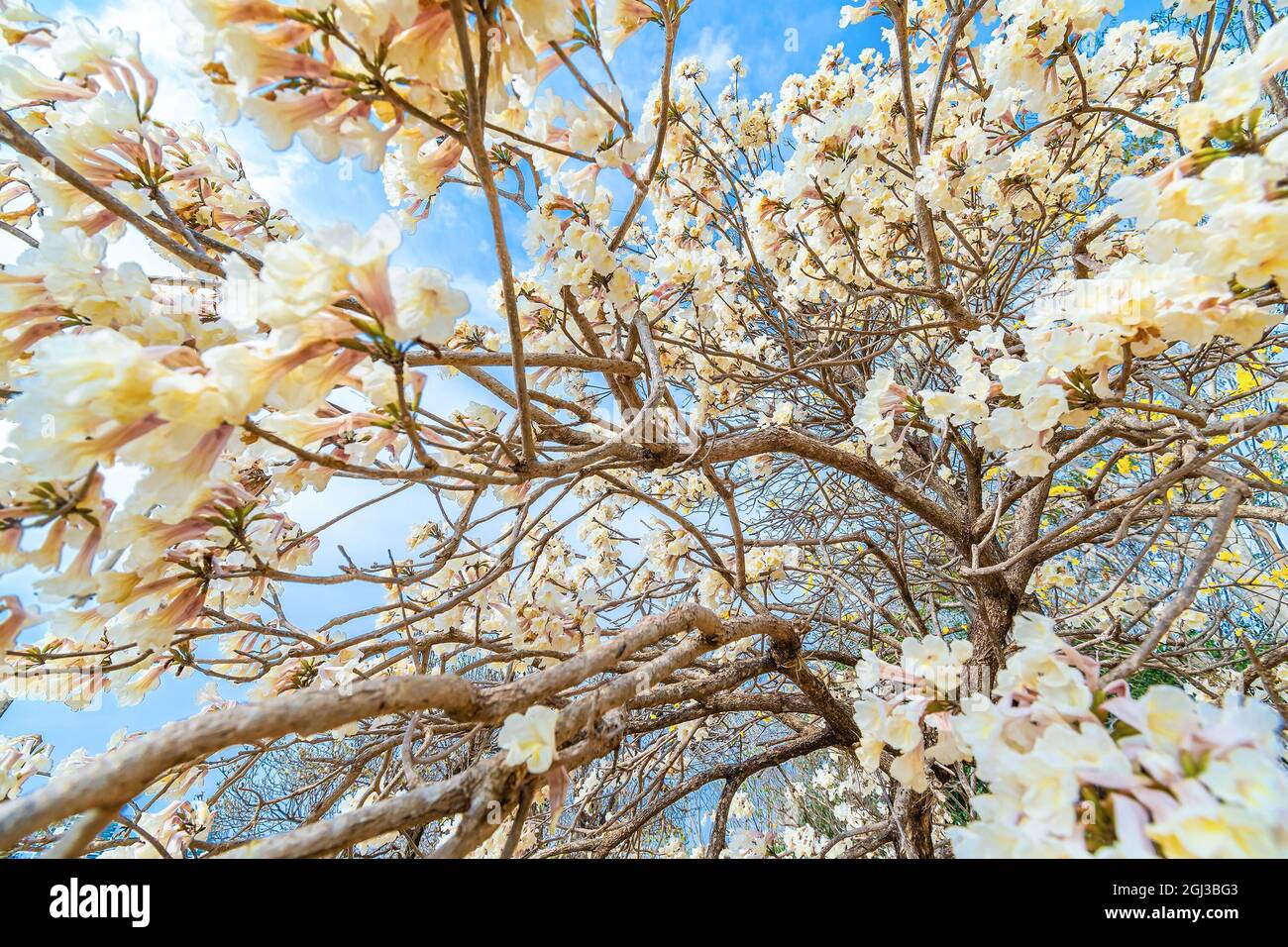 Blanco Ipe árbol, hermosas flores blancas en un día de cielo azul. Fondo de  la naturaleza Fotografía de stock - Alamy