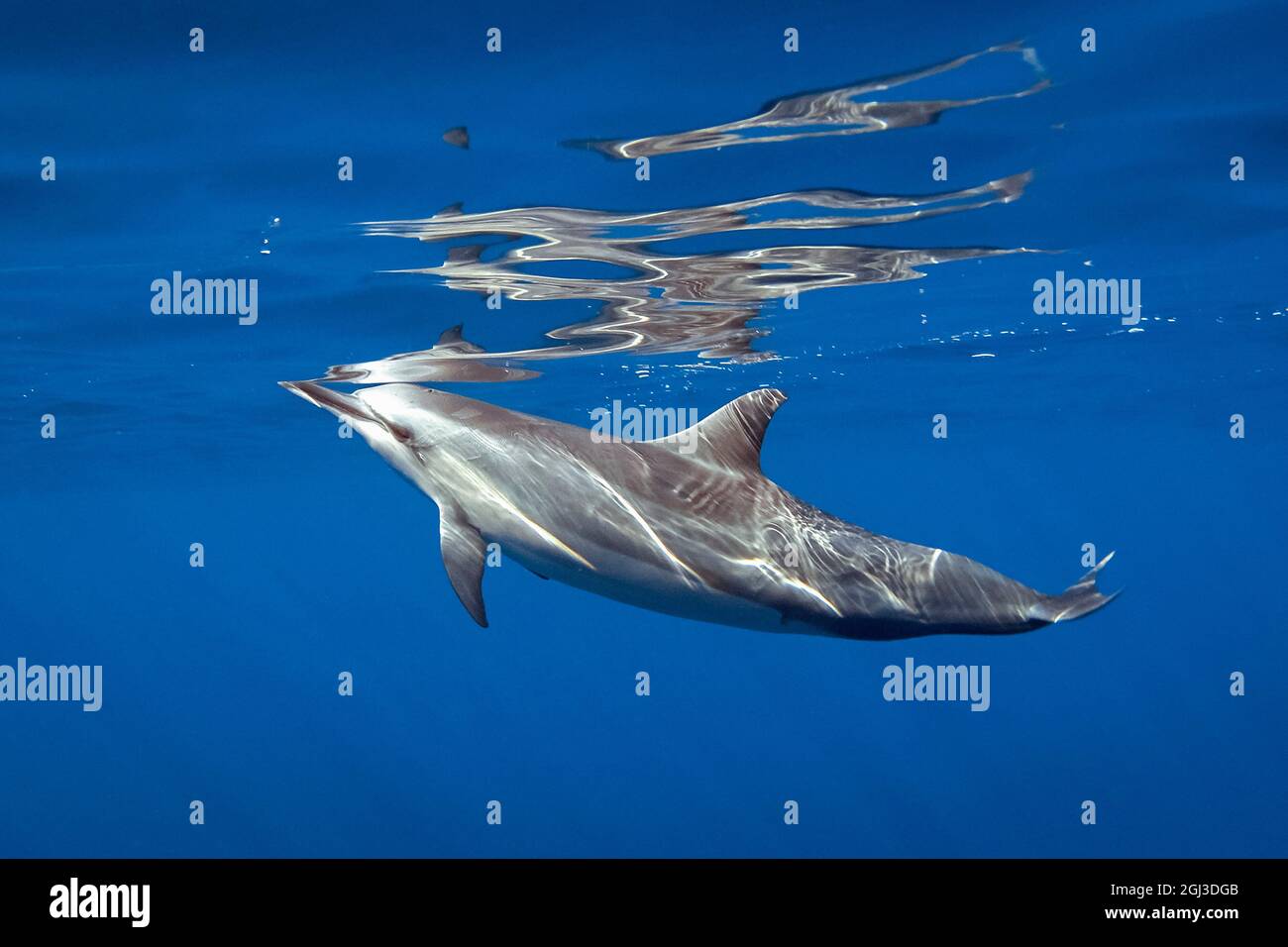 Delfín Spinner Hawaiano, Stenella longirostris longirostris, Kona Coast, Big Island, Hawaii, Estados Unidos, Océano Pacífico Foto de stock