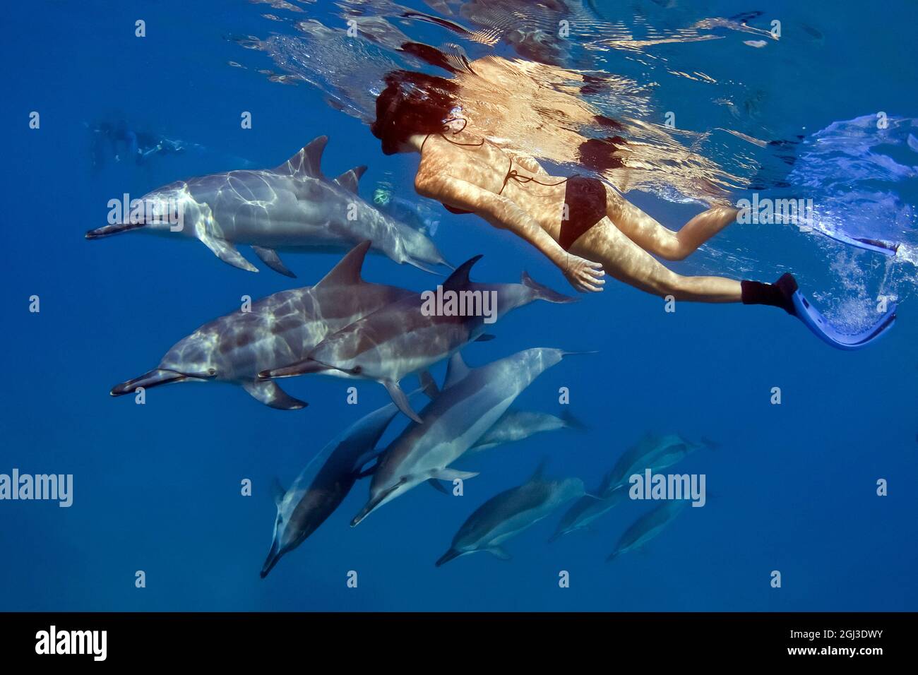 Delfín de ojal hawaiano, Stenella longirostris longirostris, y mujer buceadora, Kona Coast, Big Island, Hawaii, EE.UU., Océano Pacífico, MR Foto de stock