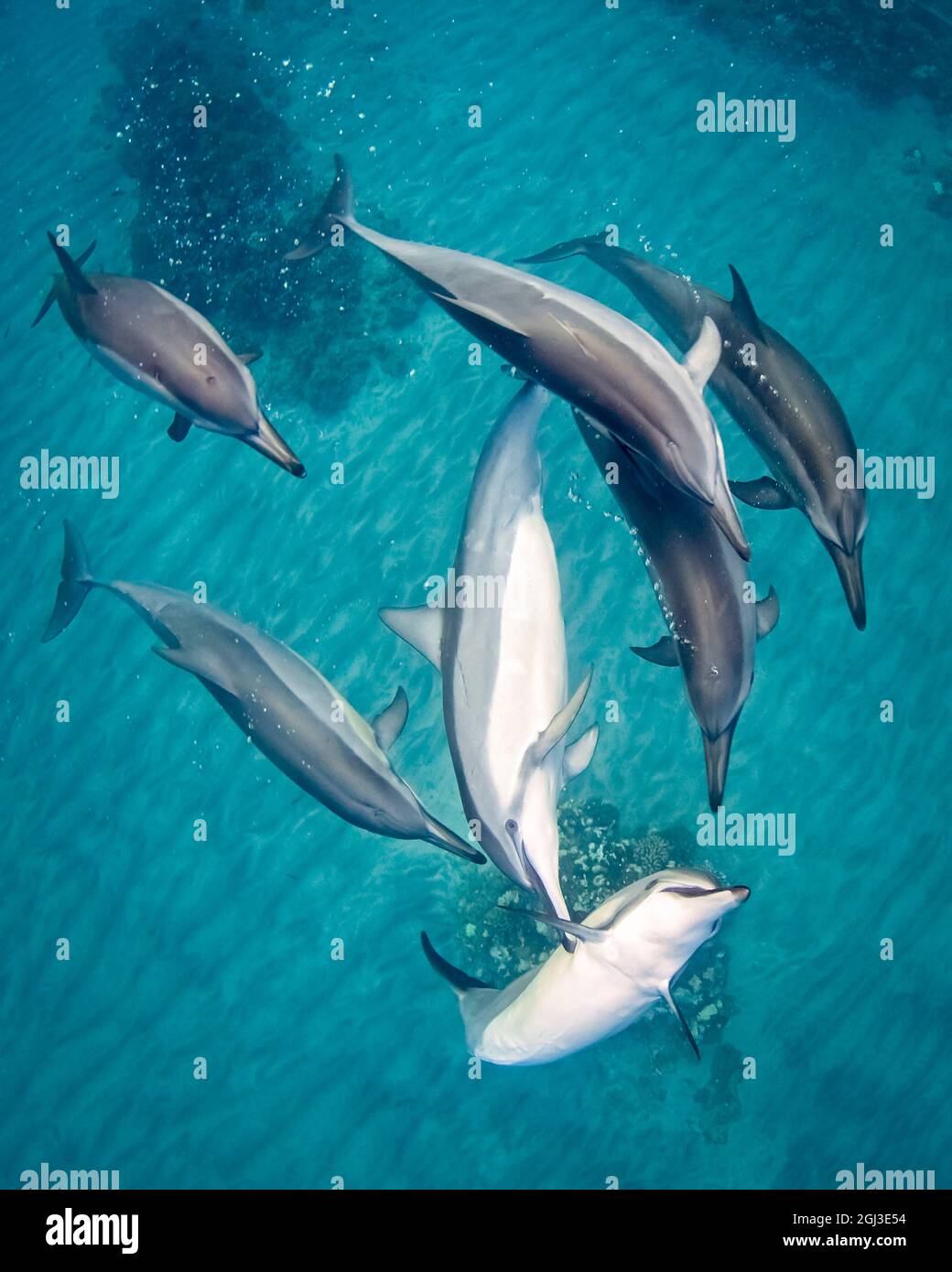 Delfín de ojal hawaiano, Stenella longirostris longirostris, jugando, soplando burbujas, Kona Coast, Big Island, Hawaii, Estados Unidos, Océano Pacífico Foto de stock