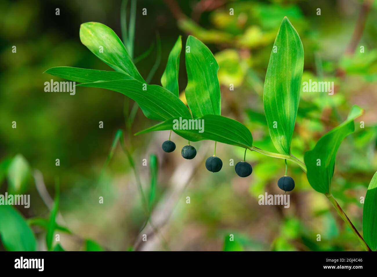 Planta Sello Salomón (Polygonatum odoratum) con frutos Fotografía de stock  - Alamy
