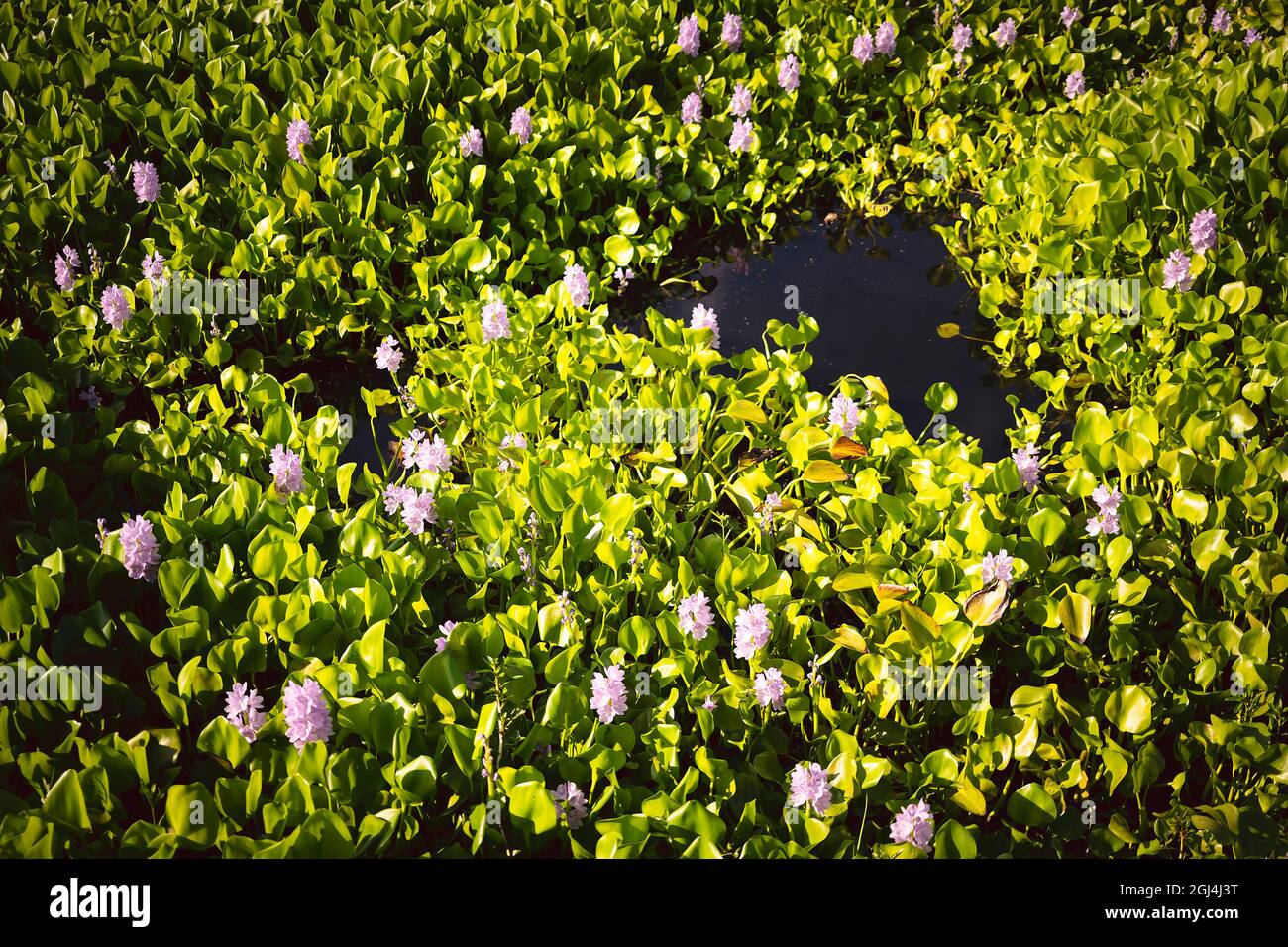 Naturaleza,salvaje,jacinto,flor en,flor declarando,fin,de temporada de monzón,Salt Lake,Calcuta,India. Foto de stock