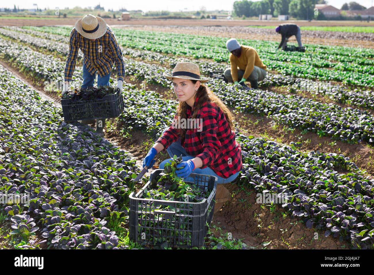 Grupo de trabajadores agrícolas recolectando la cosecha de canonigos rojos Foto de stock
