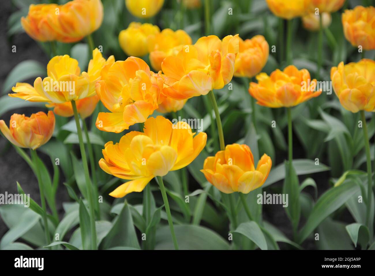 Naranja-amarillo Tulipanes tardíos dobles (Tulipa) Granny Award florecer en un jardín en abril Foto de stock