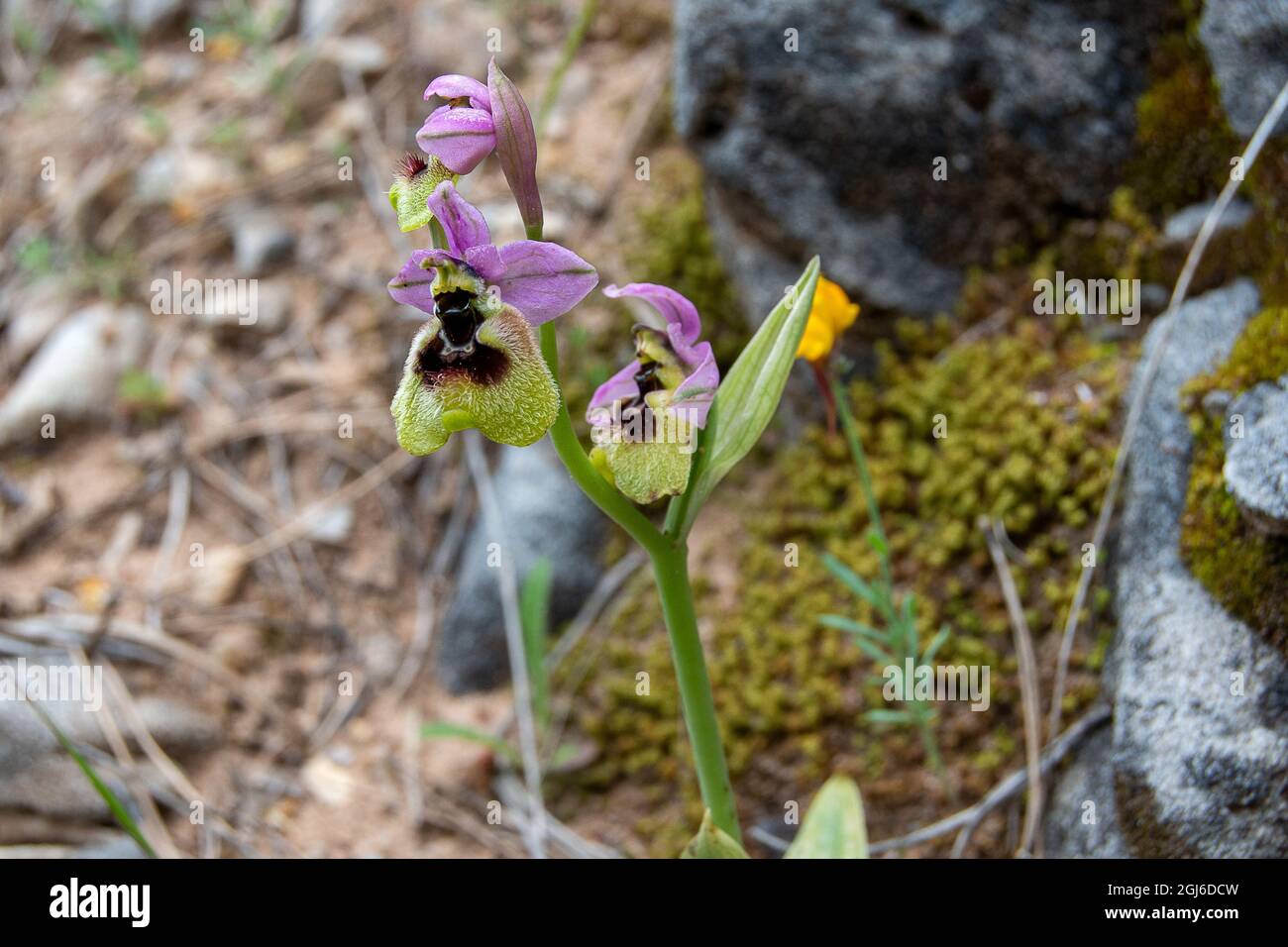 Ophrys ficalhoana Foto de stock